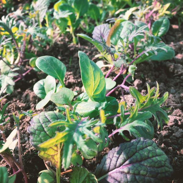 Greens Mix Small Wheel Farm