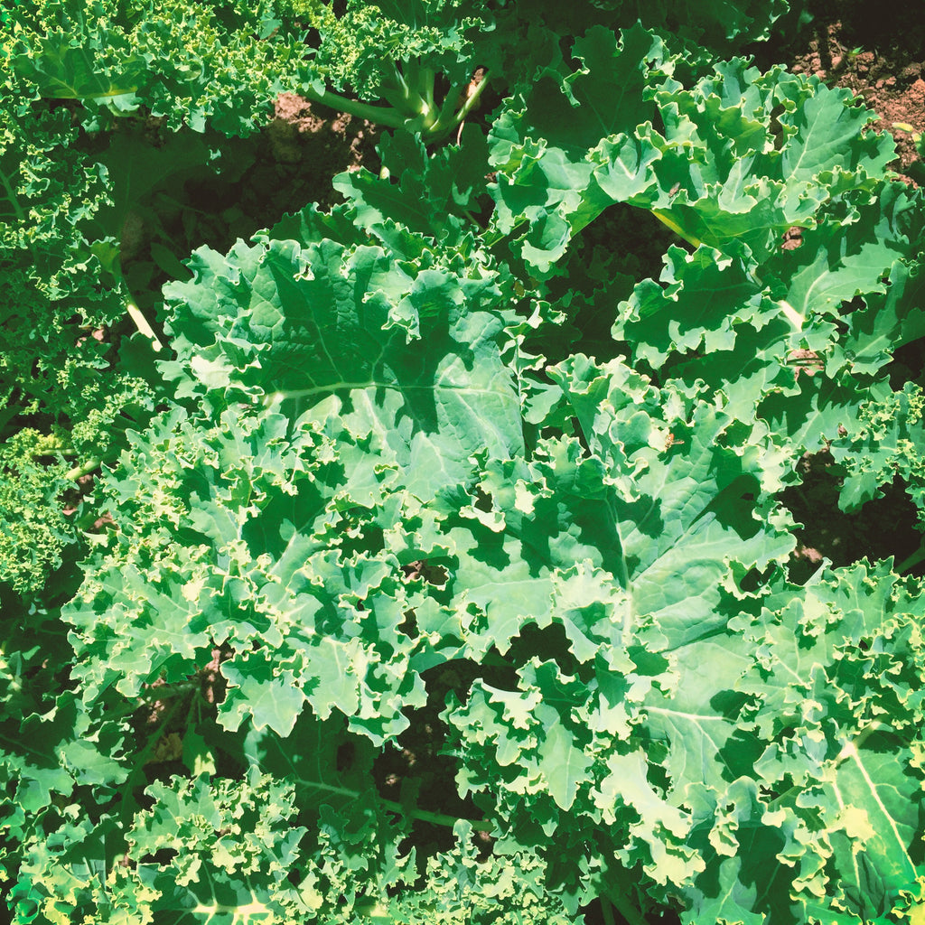 Kale Bunch (reko)