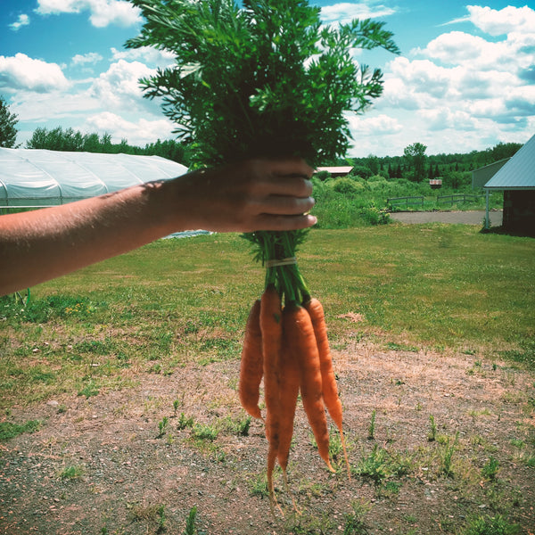Carrot Bunch Small Wheel Farm
