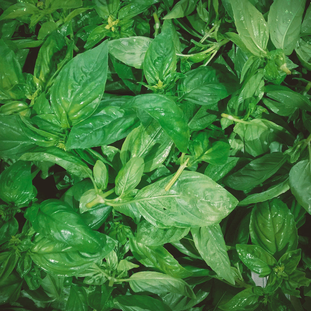 Basil