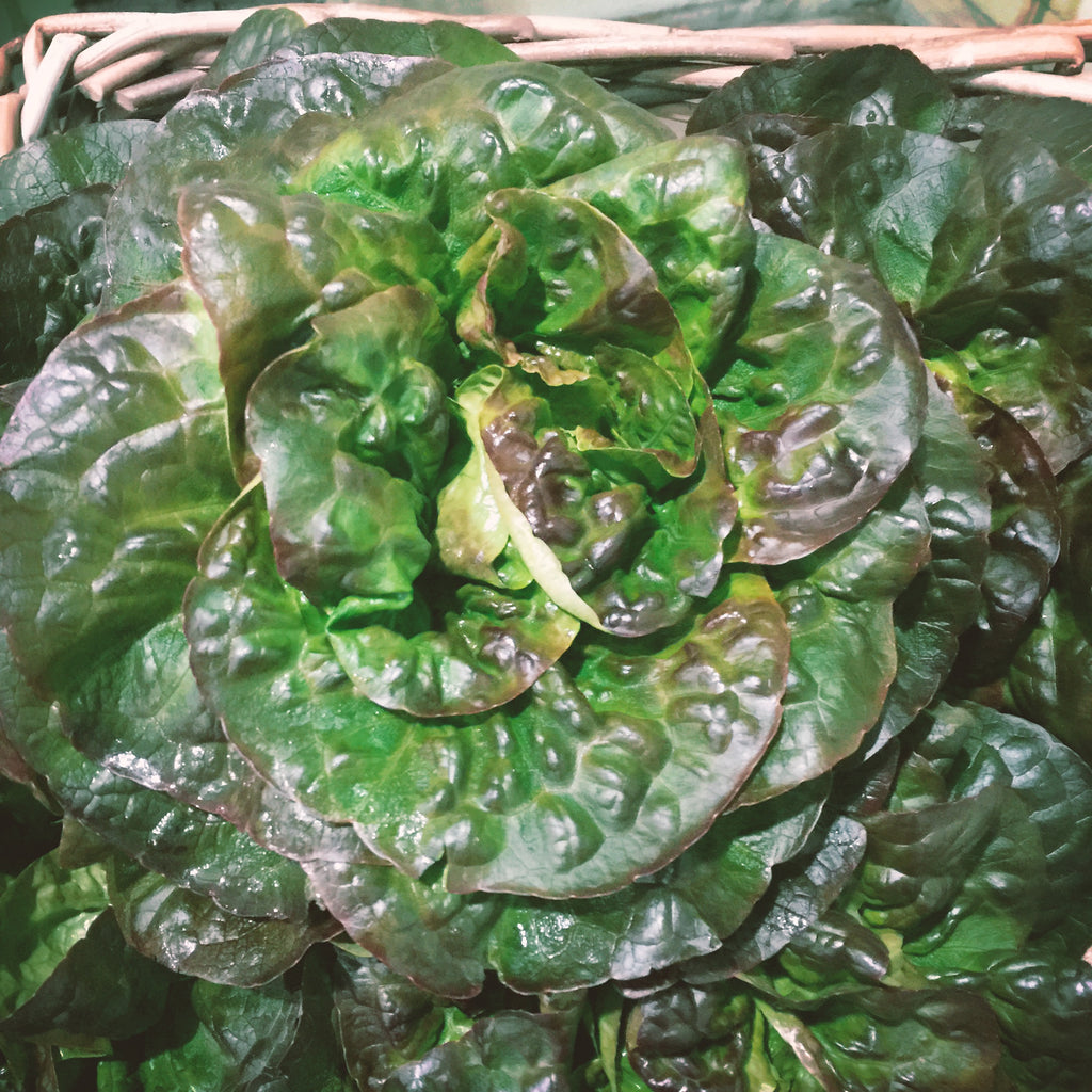 Head Lettuce