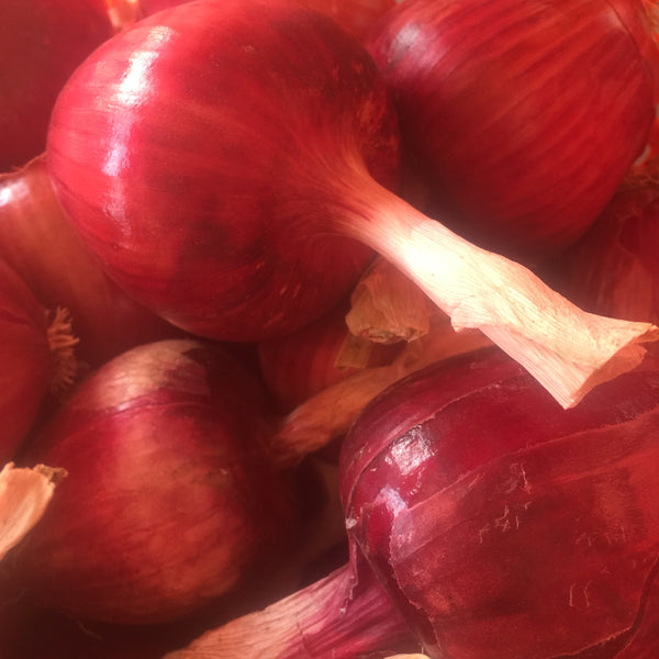 Red Storage Onion Small Wheel Farm