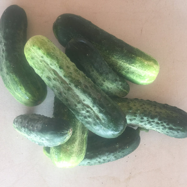 Cucumber Small Wheel Farm