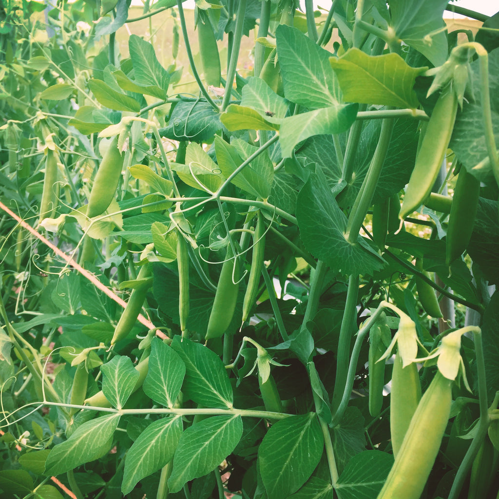 Pea Pint