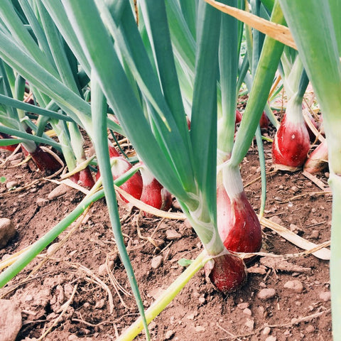 Onions--Red Long Tropea