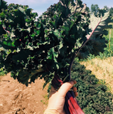Kale/Collard Bunch