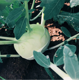 Kohlrabi