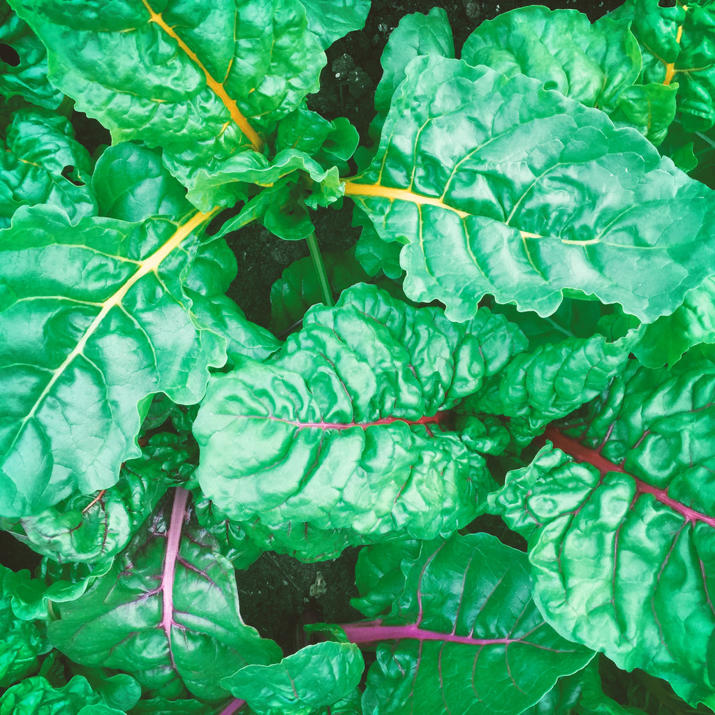 Rainbow Chard