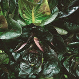 Head Lettuce