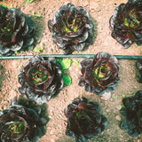 Head Lettuce