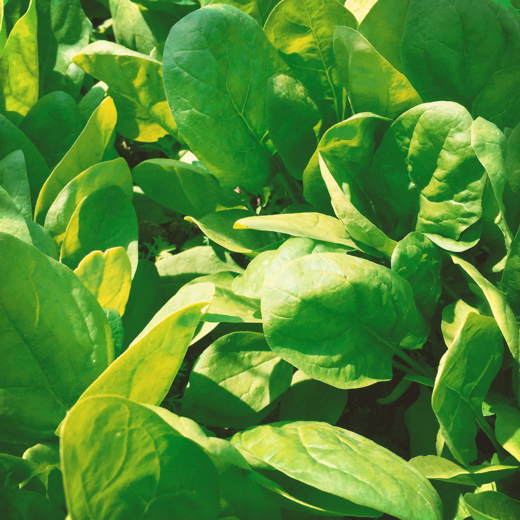 Spinach