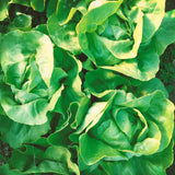 Head Lettuce