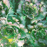 Head Lettuce