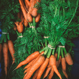 Carrot Bunch