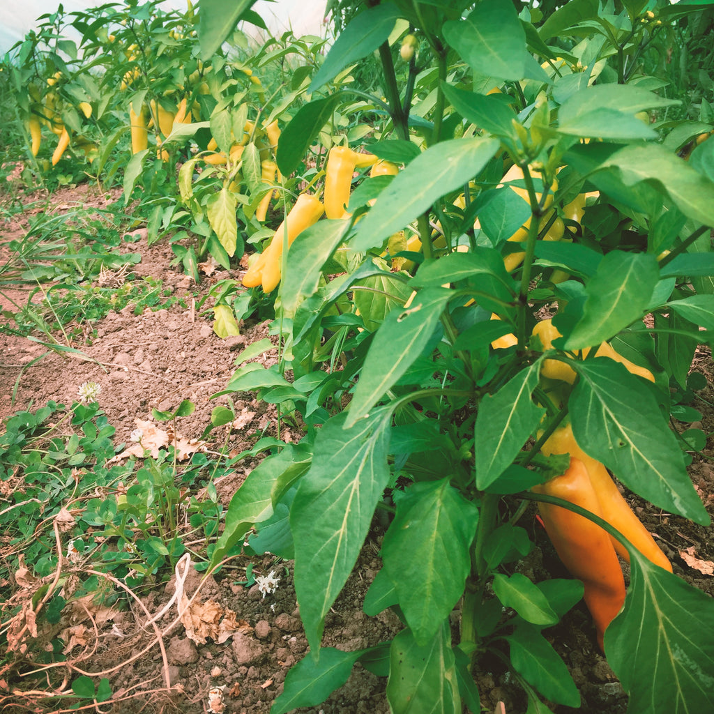 Hot Peppers