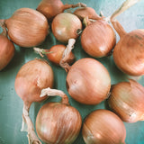 Onions--5 lb bag