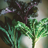 Kale Bunch (reko)