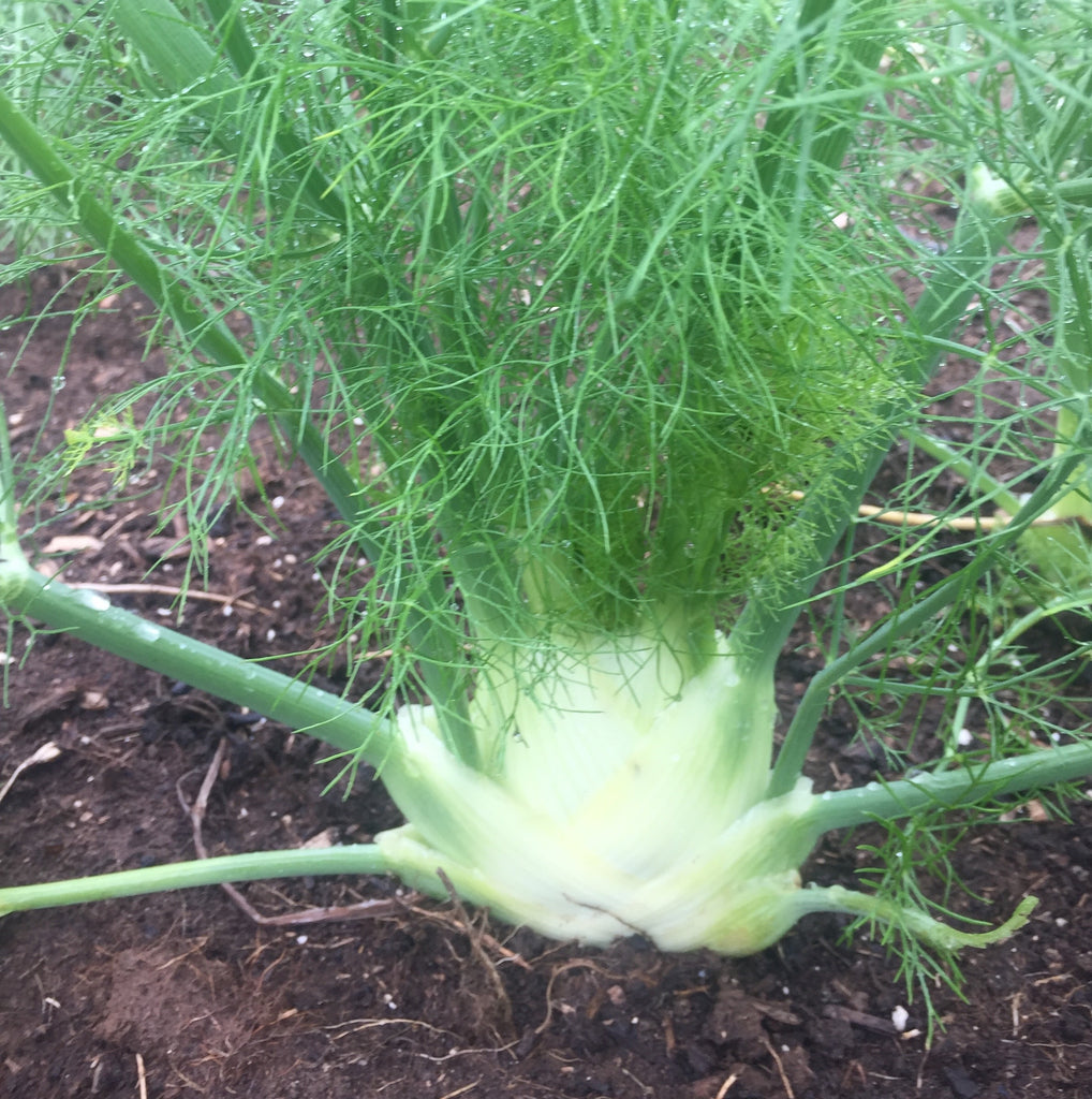 Fennel