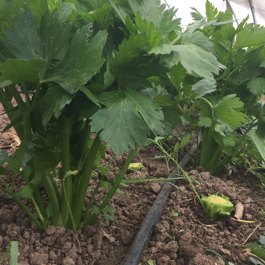 Celery